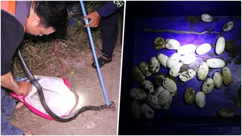 เจ้าของบ้านผวา! แจ้งกู้ภัย ล้อมจับ งูเห่า 1.50 ม. นอนกกไข่ 40 ฟอง