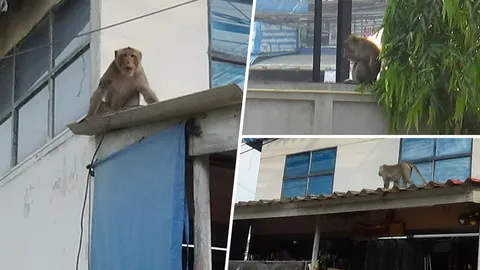 ลิงละโว้บุกอ่างทอง ป่วนทั่วตลาด แม่ค้าผวา ทำตัวเป็นนักเลงใหญ่ 