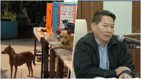 หมาบ้ากัดคน พื้นที่สวนหลวง ประกาศเขตโรคระบาด ในซอยอ่อนนุช 36