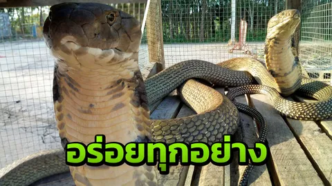 จงอาง หรือ บองหลา ราชางูแห่งแดนใต้ กินหลายอย่าง ไม่เว้นพวกเดียวกัน (คลิป)