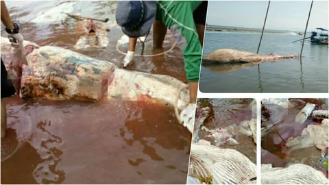 สุดสงสาร 'วาฬบรูด้า' ใบจักรเรือฟันลำตัวเป็นแผลลึก ตายนองเลือดกลางทะเลตรัง