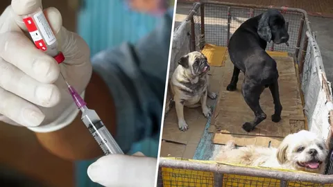 หนองแขมบริการฟรี ฉีดวัคซีนกันสุนัขบ้า