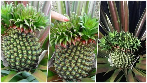 แห่ตีเลข 'สับปะรด' ประหลาด ออก 8-9 ยอด เซียนหวยใบ้ได้ 891, 892 (คลิป)