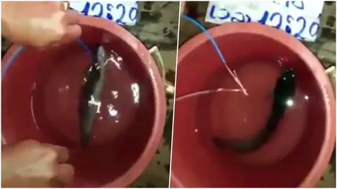 ชาวเน็ตจับโป๊ะ! คลิปหนุ่มช็อตปลาลองของขลัง คงกระพัน หรือ หลอกลวง?