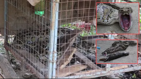 เลี้ยงกระต่าย ไหงเป็นงูหลาม! เจ้าของเปิดกรงตอนเช้า ถึงกับช็อก