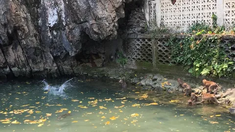 ลิงยุ่นแช่ออนเซ็นแก้หนาว ลิงเชียงรายโดดหน้าผาเล่นน้ำคลายร้อน