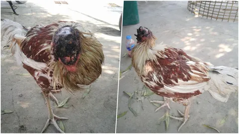 ขยี้ตารัวๆ! พระประกาศหาคนเลี้ยงไก่ประหลาด หัวขาดแต่ไม่ตาย (คลิป) 