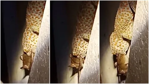 ซูมชัดๆ ไปเลย! ชมวินาที 'ตุ๊กแกเขมือบหนู' ร้องจี๊ดๆ ขอชีวิตเสียงเศร้า (คลิป)