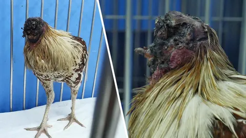 เพิ่งเจอเคสแรก ไก่ไร้หัว สัตวแพทย์เผยโอกาสรอด 30% ป้อนอาหารยื้อชีวิต