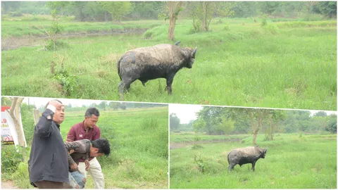 วัวกระทิงตื่นเสียงม็อบ หนุ่มเจ้าของ เข้าลูบหัว โดนขวิดกระเด็น