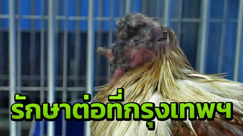  ไก่ชนไร้หัวถึงมือผู้ว่าฯราชบุรี ส่งเข้ากรุงเทพฯ รักษาด่วน 
