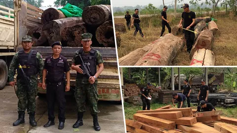 ไม้ผิดกม. ไปไว้หน่วยงาน ‘รักษาป่า’