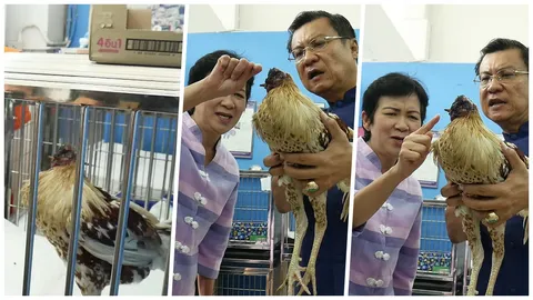 สุดยอดความอึด เจ้าบุญมา ‘ไก่หัวขาด’ ถึงขนาดผู้ว่าฯ ต้องมาเยี่ยม 