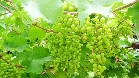 องุ่นระวัง 2 โรครุม