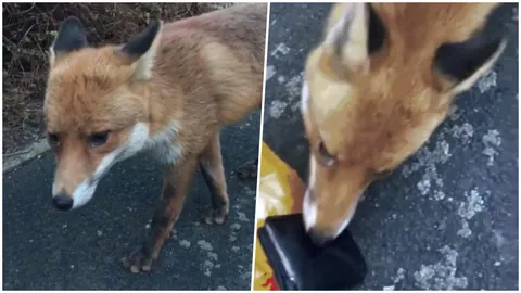 จิ้งจอกเจ้าเล่ห์! เดินเนียนเข้าหาหนุ่มผู้ดี ก่อนคาบกระเป๋าเงินหนีไปเฉย (คลิป)