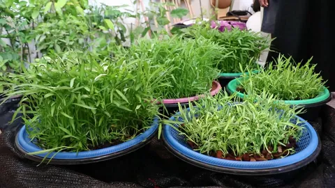 ปลูกผักบุ้งแบบ 'ลอยน้ำในกะละมัง' ดูแลง่ายใช้ที่น้อย 15 วันเก็บขายได้