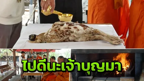 เจ้าบุญมา ไก่หัวขาด บุญไม่มี ตายแล้ว พระสวดทำพิธีฌาปนกิจ