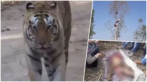 หนีตายขึ้นต้นไม้! ชาวบ้านอินเดียวอนช่วย เสือออกจากป่ามากินคน 22 ศพแล้ว (คลิป)