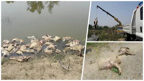 แอบทิ้งซากหมูกว่า 100 ชิ้น อืดเต็มคลองเมืองเพชร หวั่นแพร่เชื้อ 