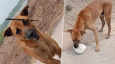 คนใจเหี้ยม! ไม่กลัวบาป ใช้ธนูยิงใส่หมาจรจัดปักเข้าตาทะลุแก้ม (คลิป)