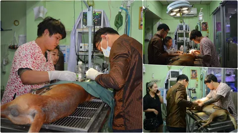 'เจ้าแดง' หมาธนูปักตา โชคดีเฉี่ยวไม่บอด ประกาศหาบ้านใหม่ให้