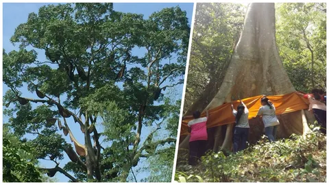 มหัศจรรย์ ต้นยวนยักษ์ 15คนโอบ มีผึ้งหลวงมาอาศัยกว่า 50 รัง 