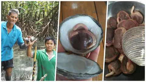 คนต่างถิ่น แห่ขุด ‘หอยพันปี’ อ่าวทุ่งคาชุมพร ส่งขายทำยาโด๊ป 