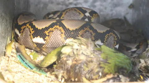 เหลือมเจ้าเล่ห์ เข้ากรงเขมือบผัวเมีย ‘มาคอว์’ คู่ละ 3 หมื่น 