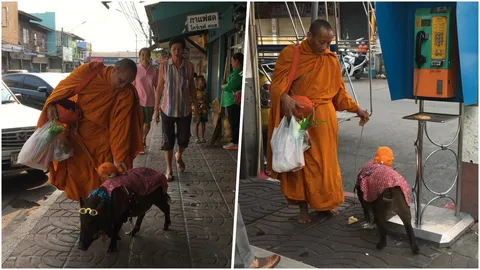 'นำบุญ' ลูกหมูป่า แสนรู้ สุดน่ารัก เดินตามพระบิณฑบาต (คลิป)