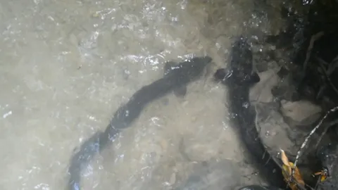 ฮือฮา! ปลาตูหนา สระมรกต โผล่ขออาหารนักท่องเที่ยว เมนูสุดโปรดไก่ย่าง(คลิป)