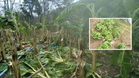 เจ้าของสวนกล้วยฝันสลาย ปลูกครั้งแรก พายุพัดคอหักตายนับ 100 ต้น