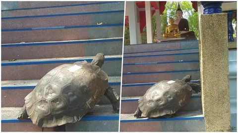 ปู่มาทุกปี! อัศจรรย์ พบ 'เต่า' คลานขึ้นบันไดไหว้ 'พ่อท่านคล้าย' (คลิป)