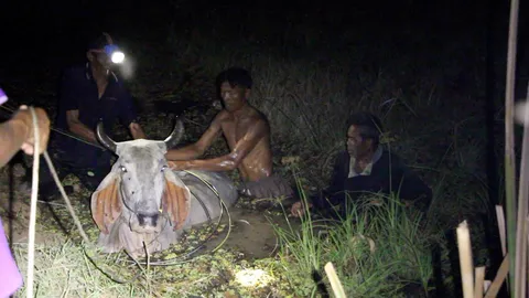 จนท.ร่วมชาวบ้าน กาฬสินธุ์ กว่า 30 คน รวมพลังช่วยแม่วัวพลัดตกหนองน้ำ 