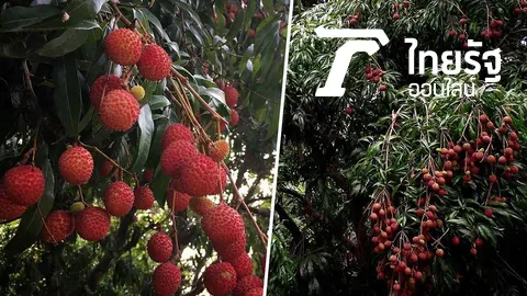 ลิ้นจี่บางขุนเทียนมาแรงโลละพัน