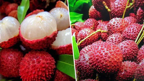 อื้อหือ ลิ้นจี่บางขุนเทียน กิโลกรัมละพันบาท