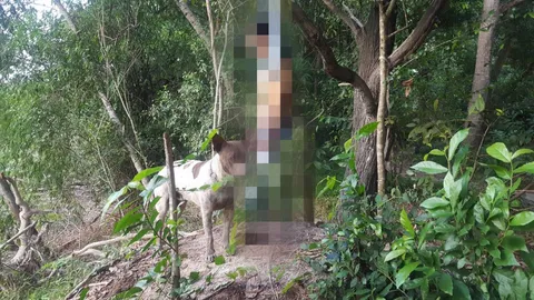 เศร้า! สุนัขยอดกตัญญูนั่งเฝ้าเจ้าของกว่า 8 ชม. หลังผูกคอตายลาโลก