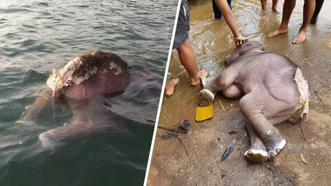 ลูกช้างจมน้ำตาย! ลอยอืดในเขื่อนบางลาง คาดลงมาคลายร้อนแต่พลัดตก