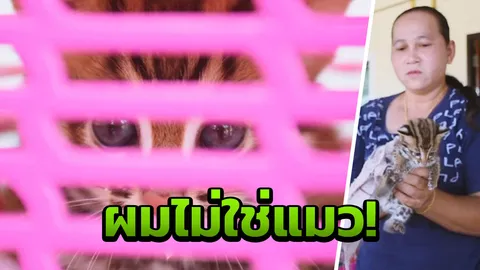 เลี้ยงลูกแมว ทำไมอยู่ๆ กลายเป็นลูกเสือไปได้! 