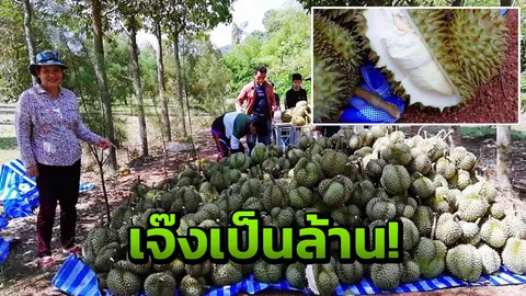 โดนอีก สวนทุเรียนเมืองจันท์ เจอพายุซัดลูกหล่น เจ๊งร่วมล้าน 