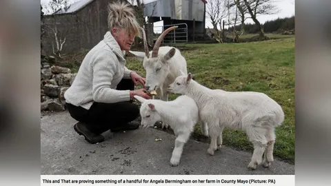 แพะรักกับแกะได้ลูกฝาแฝด