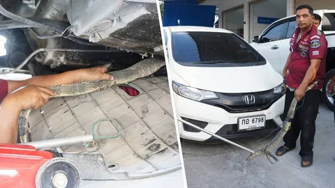 หนุ่มจอดเก๋งซื้อของตลาดนิคมฯ บางปู เจอตัวเงินตัวทองมุดใต้ท้องรถ