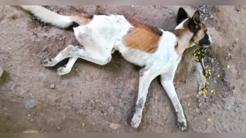 อำเภอที่ 3! ประกาศหนองหญ้าปล้องเป็นโรคระบาดชั่วคราว หลังเจอพิษสุนัขบ้า