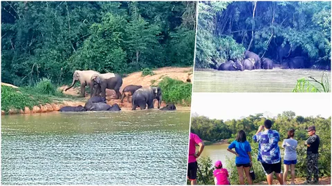 ว้าว!! ช้างป่าละอู ร้อนจัด ยกพวกมาเป็นโขลงลงเล่นน้ำ สบายใจ