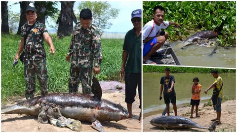 เศร้า! โลมาอิรวดีลอยติดกอผักตบ เสียชีวิตริมชายหาดแสนสุขลำปำ