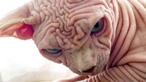 รักเหมียวขี้เหร่สุดจิตสุดใจ (คลิป)