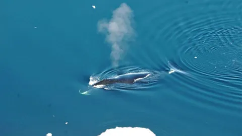 วาฬหัวคันศรสามารถร้องเพลงได้ถึง 184 เสียง