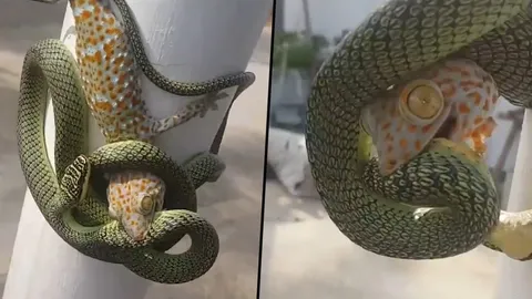 กัดไม่ปล่อย! ชายต่างชาติอัดคลิปการต่อสู้ของตุ๊กแกกับงูเขียวพระอินทร์