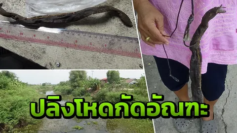 ปลิงยักษ์พันธุ์ดุ! ชาวคลองลำท่าแดงผวา เฒ่าวัย 61ถูกกัดที่ไข่ตาย 1