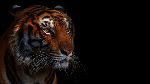 งบเลี้ยงเสือ