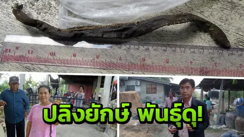 เร่งพิสูจน์ ปลิงยักษ์พันธุ์ดุ กัดอัณฑะลุง พบแผลยังอักเสบ 